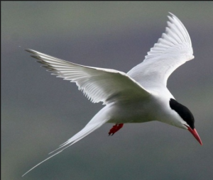 Arctic Tern