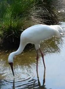 Siberian Crane