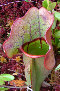 Pitcher plant facts image
