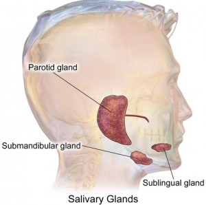 salivary glands