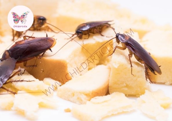 How To Remove Cockroaches From Restaurant |  ChildArticle