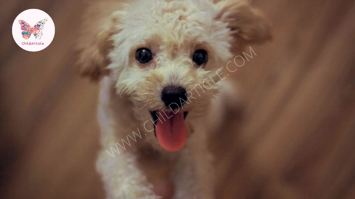 Best Dog House To Buy | ChildArticle