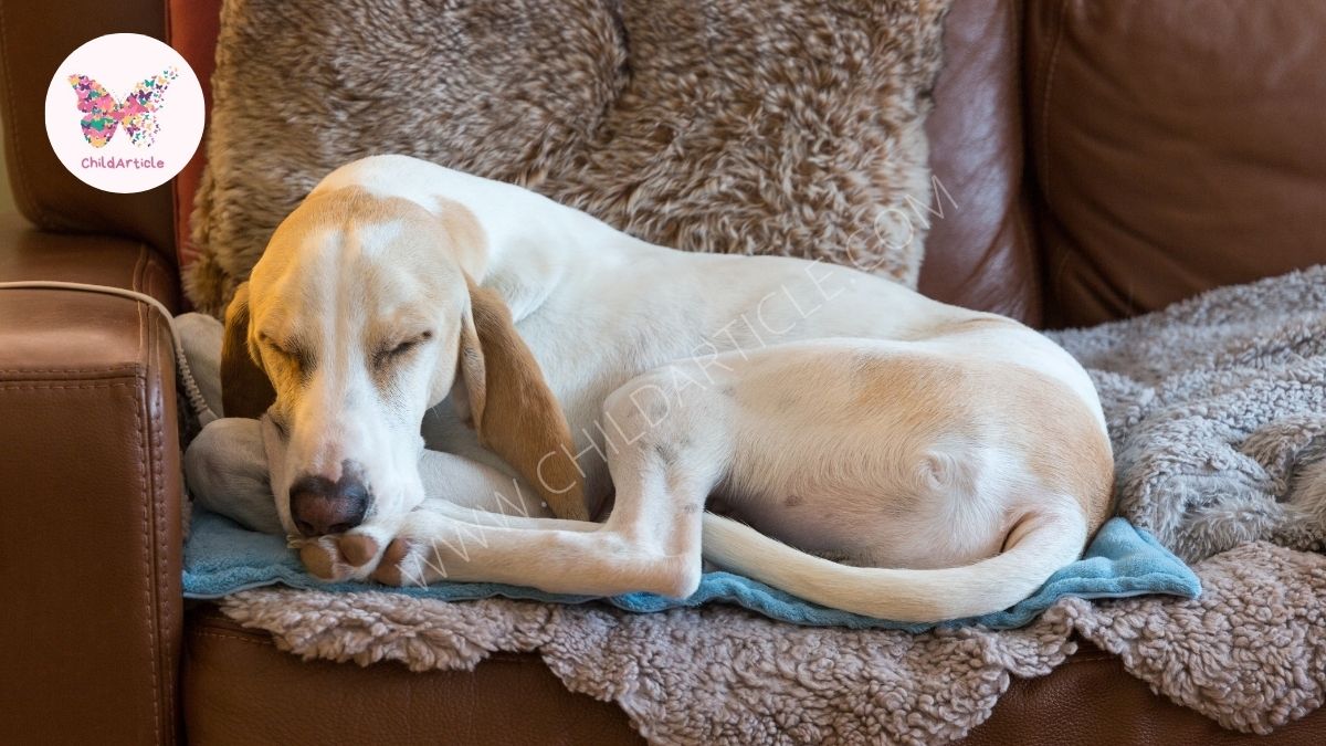 Best Heating Pad for Dog House | ChildArticle