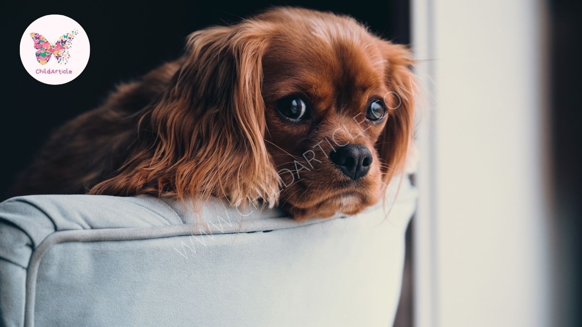 Best Outdoor Dog House | ChildArticle