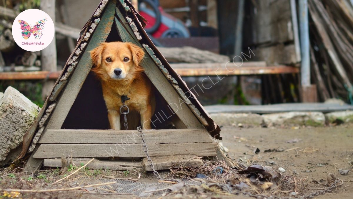How Important To Buy A Dog Tent | ChildArticle