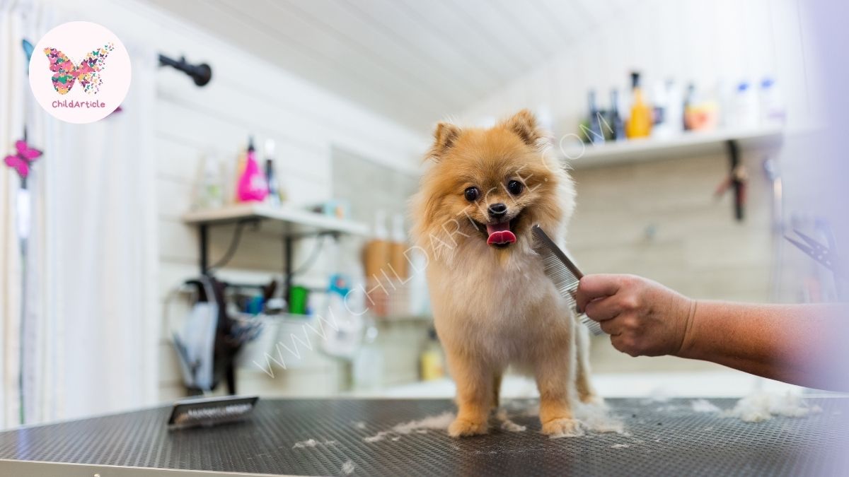 How to Groom The Dog | ChildArticle