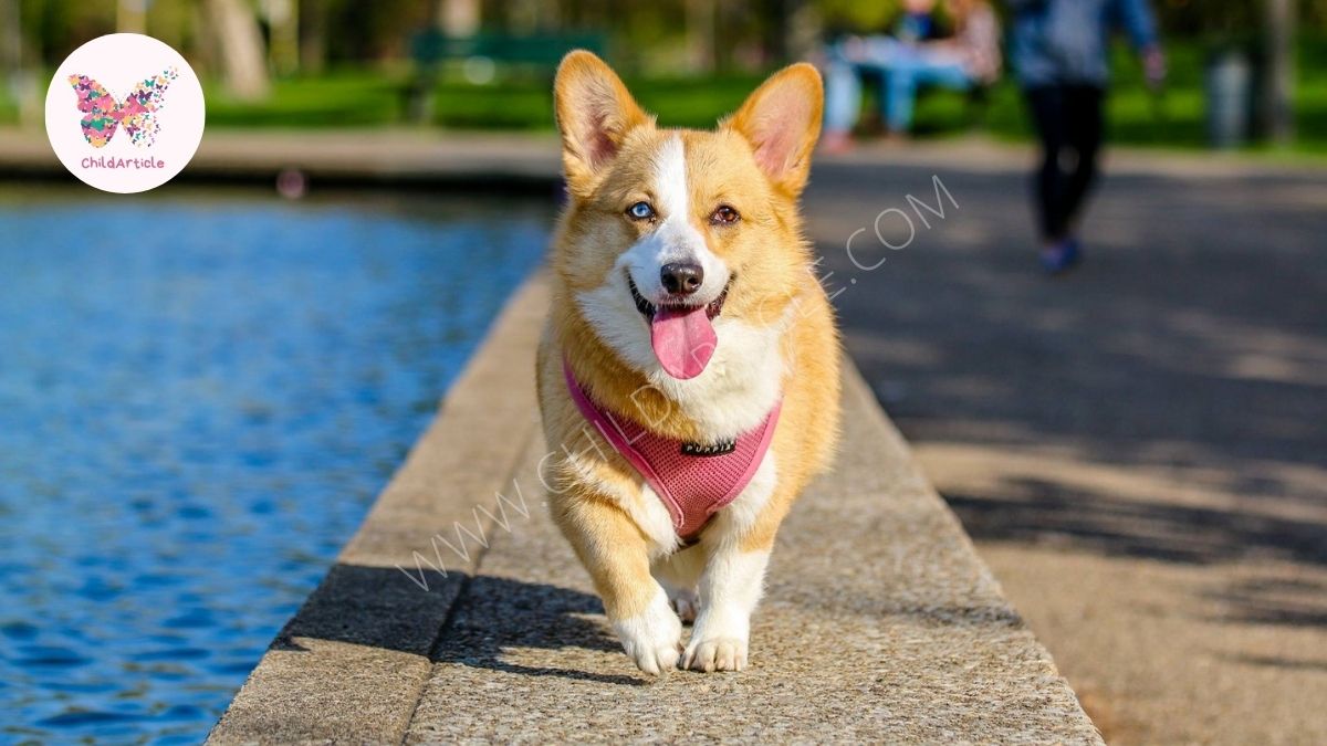 How to Heat a Dog House Safely and Keep Your Dog Warm | ChildArticle