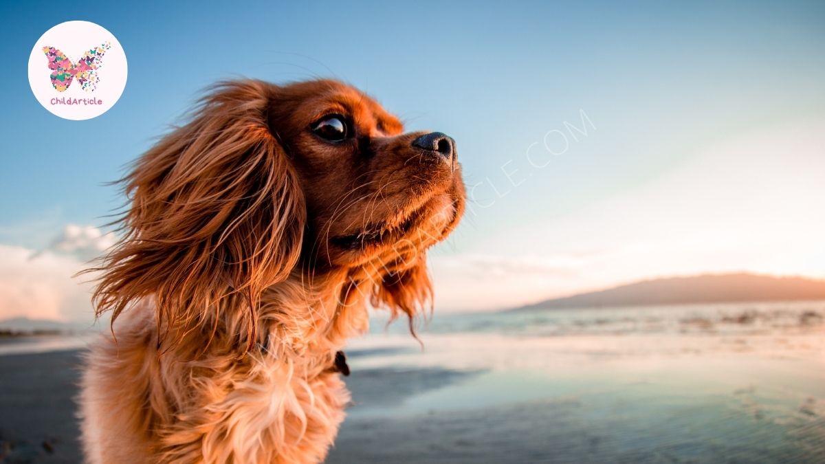 How to Trim a Dog’s Face ChildArticle Child Article