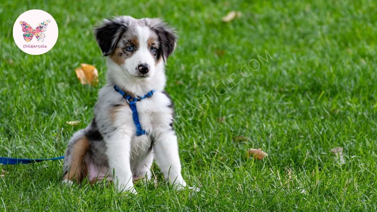 Pet Safety Formulas For Your Dog |  ChildArticle