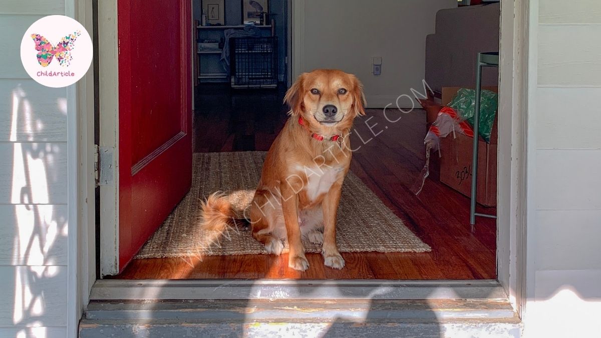 Solar Powered Dog House Heater ChildArticle Child Article