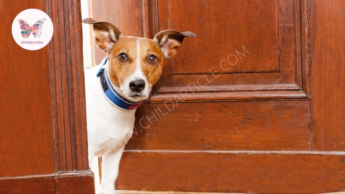 Why Choose Dog Castle for Your Dog | ChildArticle