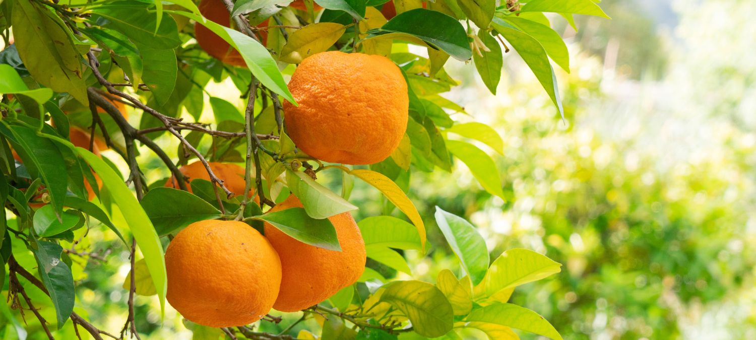 Is It Good to Eat Fruit Before a Workout? | ChildArticle