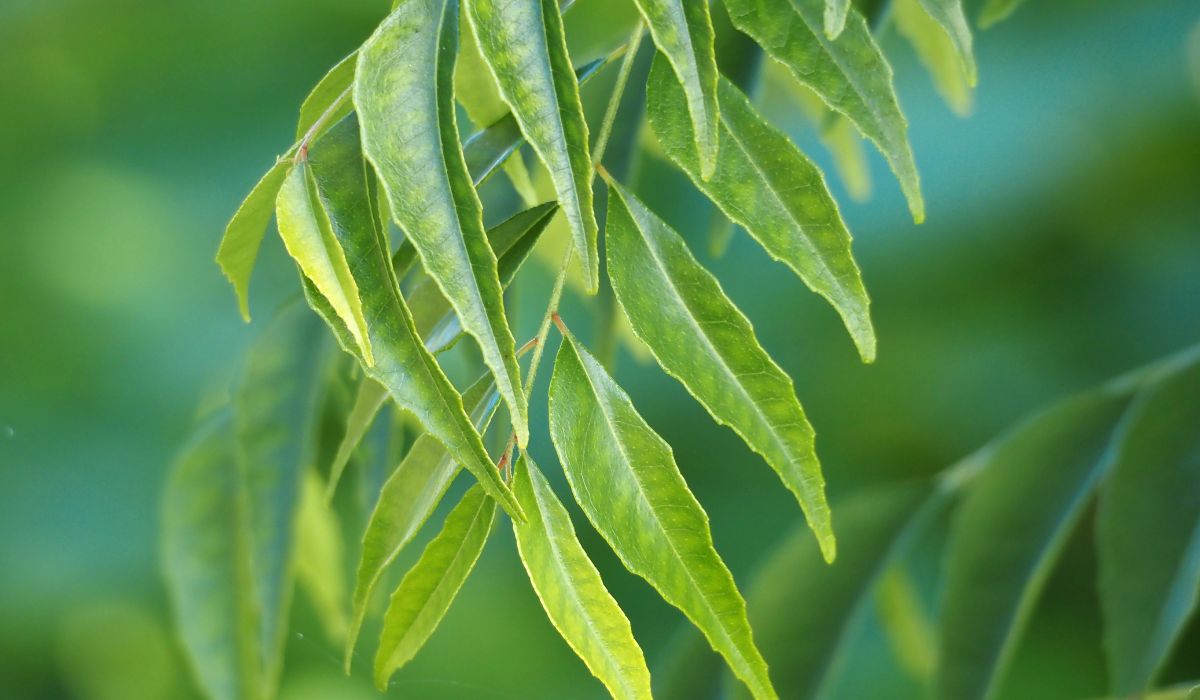 How To Make  Curry Leaves Tea  For Weight Loss | ChildArticle
